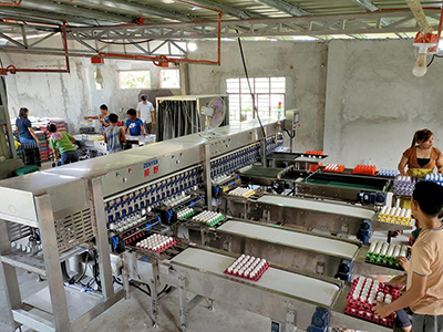Машина для сортировки яиц, поставленная на Филиппины в 2021-2023 гг.