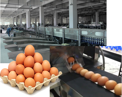 Shenzhen ZENYER Egg Machinery Co., Ltd.