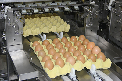Автоматическая упаковка яиц
