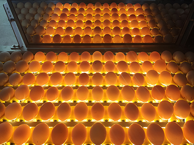 Загрузка вакуумным подъемником и сбор яиц (вкл овоскопирование)